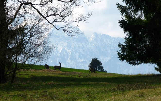 Schmutterweiher