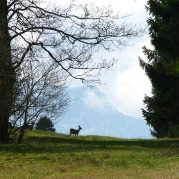 Schmutterweiher