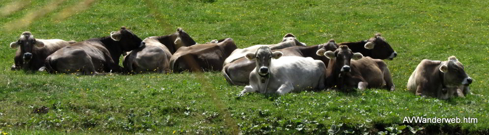 Schuetzensteig Ammerwald