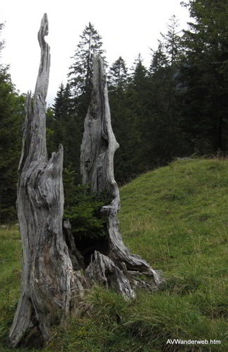 Schuetzensteig Ammerwald