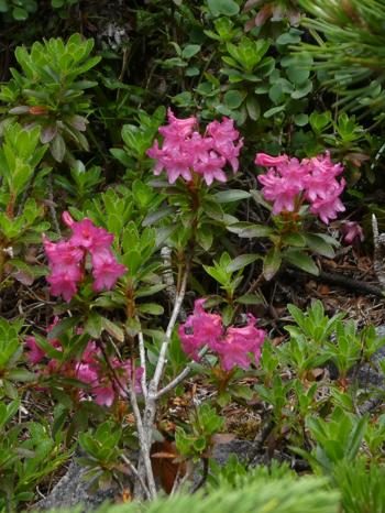 Alpenrose Kaiseralm