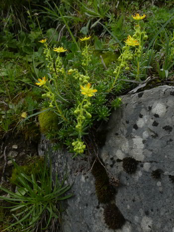 Kaiseralm